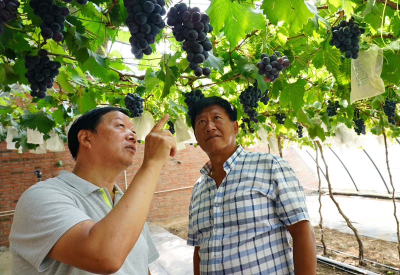 国家葡萄产业技术体系专家助力葡萄产业转型升级