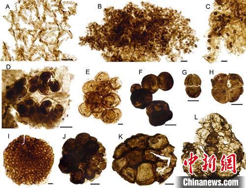 中外古生物学家在“枯燥的十亿年”中发现古代精美微体化石